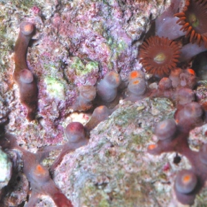 Zoanthid leasions