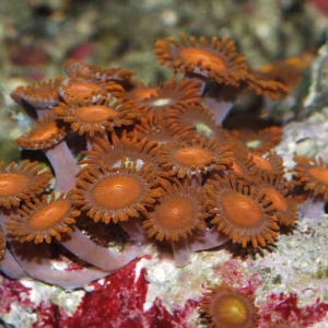 Zoanthid leasions