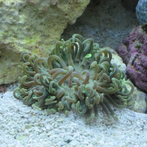 green long tentacle anemone