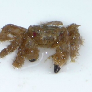 Evil hairy crab of unidentified origin