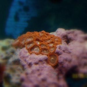 encrusting zoas