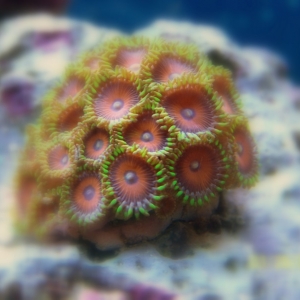 zoas