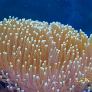 polyps on toadstool