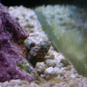 Jawfish