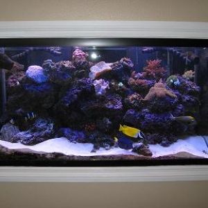 In Wall 120 gal Reef