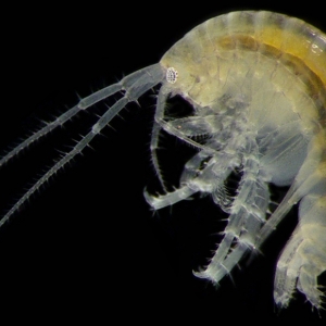 Amphipod