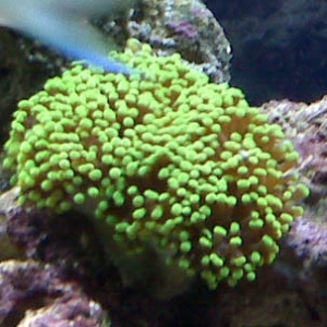 Torch Coral