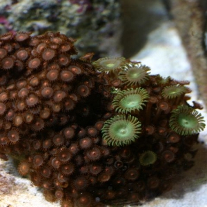 Zoas