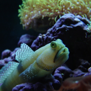 Yellow Watchman Goby