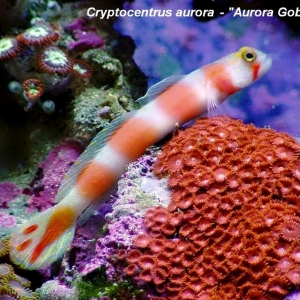 Cryptocentrus aurora - Aurora Goby