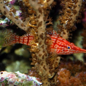 Long Nose Hawkfish