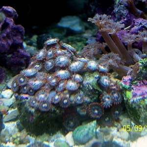 sick zoa