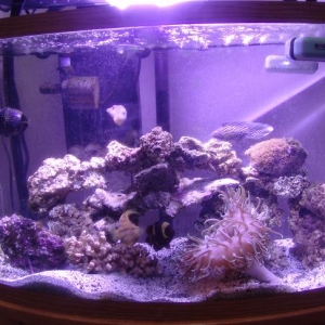 Dominic's F/O tank