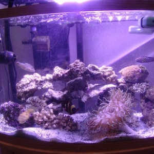 Dominic's F/O Tank