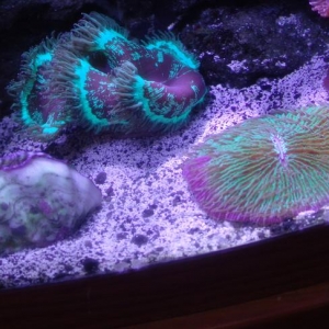 Elegence, clam and fungia