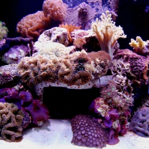 Right side of reef