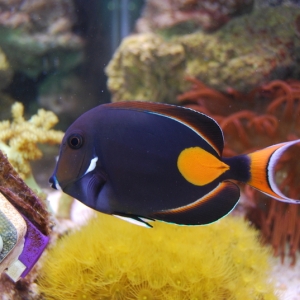 Achilles Tang "Dr. Pepper"