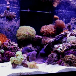 Full tank pic 2-17-08