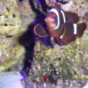 clownfish issue