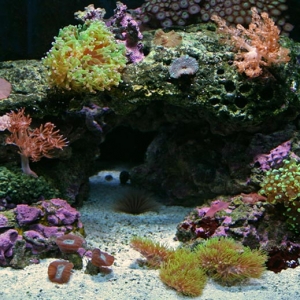 Aquascaping at 11 wks