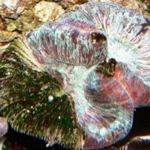 Ailing brain  coral