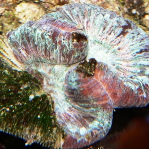 Ailing brain  coral