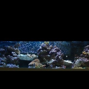 Aquascape