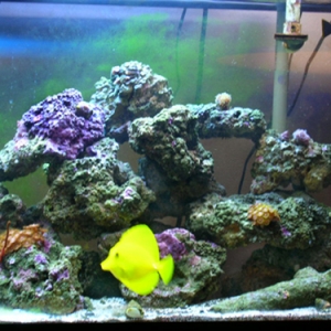 Right side of the Tank