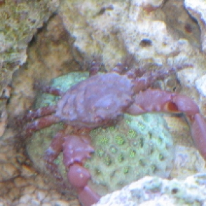 Unknown Crab?