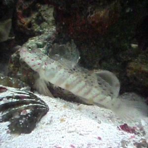 goby