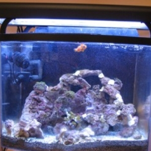 New additions to tank