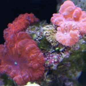 Pink Blastomussa