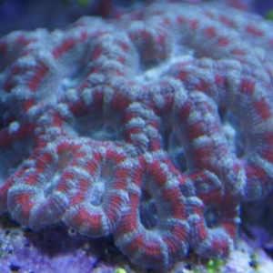 green, red, blue, and purple acan