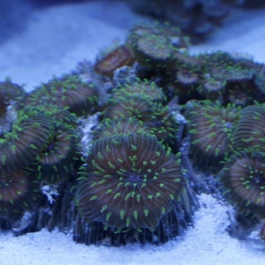 Green tipped plate corals