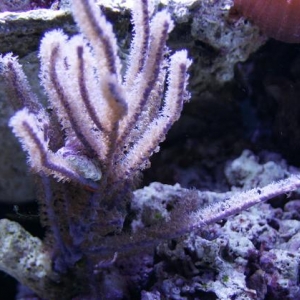 dark purple gorgonian