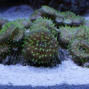 green tipped plate corals