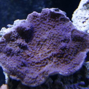 purple montipora cap?