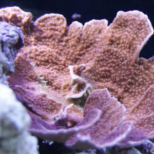 orange montipora cap?