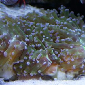 metallic frogspawn