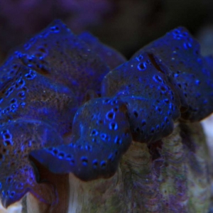 Tridacnas Crocea