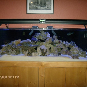 Fish & Coral into new tank