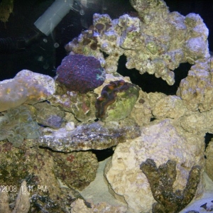 Fish & Coral into new tank