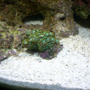 New Coral finally! Aquapod 12 build