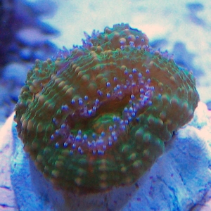 Green Acan Lord