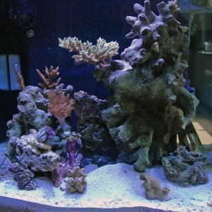 kapu's reef tank