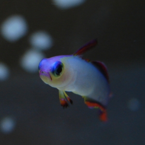 purple firefish