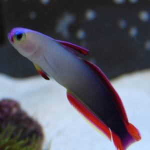 purple firefish