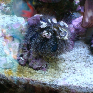 Prior Urchin Spawn