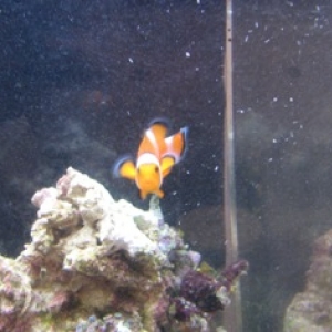 O Clown Omen (Nemo backwards)