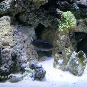 Corals in new 180